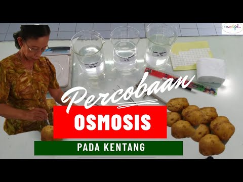 Video: Apakah pembolehubah yang sedang diuji dalam osmosis eksperimen ini?