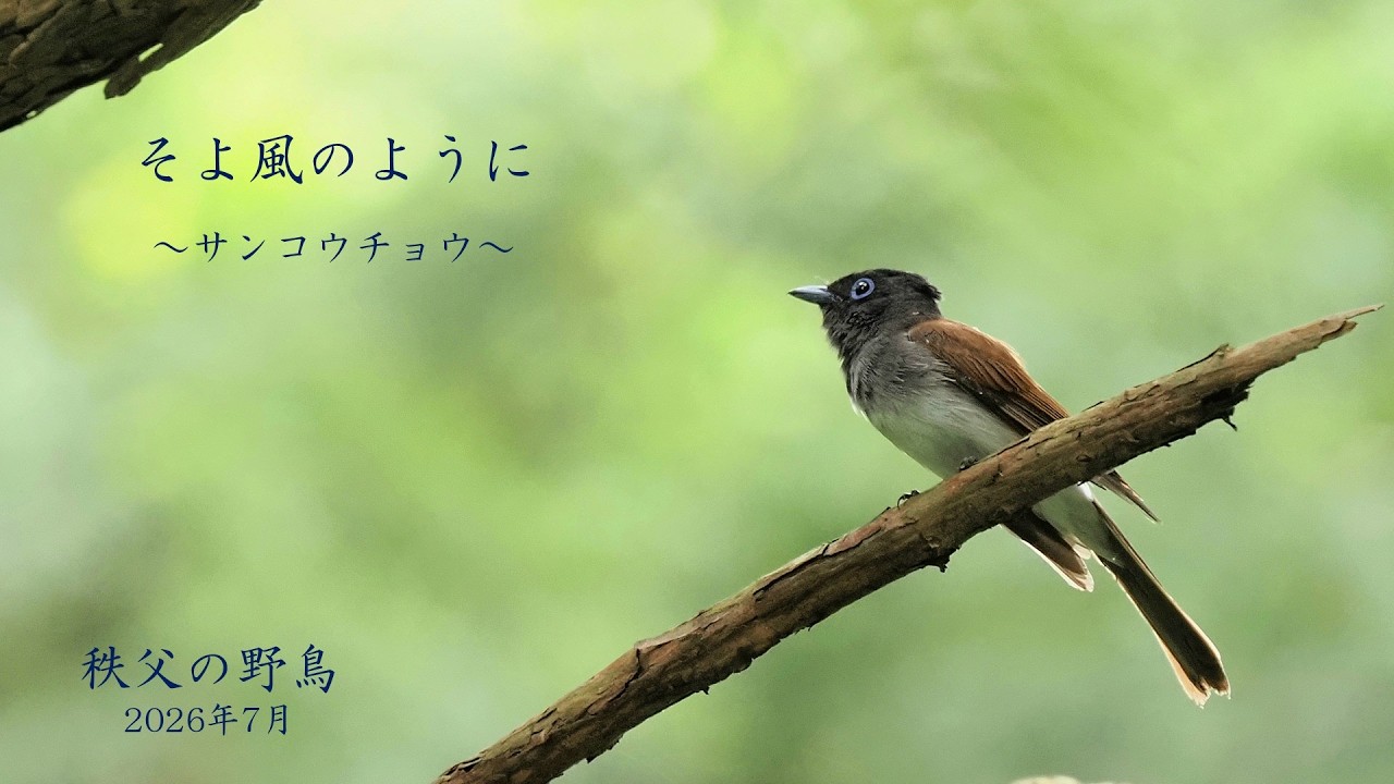 根付　「長者の鳥自慢」「鳥飼」 秩父の野鳥】2026年07月 「そよ風のように」サンコウチョウ - YouTube