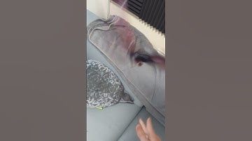 CSGO Butterfly Knife Tricks #balisong #shorts