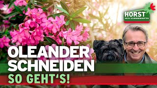 Wie schneidet man den Oleander zurück? | Horst sein Schrebergarten