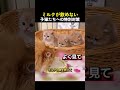 ミルクが飲めない子猫たちへの特別対策