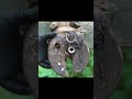 Hoof Cleaning A Satisfying Horse Care Routine Satisfying Petcareprovider Farming Hoof Cleaning A Satisfying Horse Care Routine Satisfying Petcareprovider Farming
