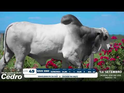 Lote 49   RJUS 2350