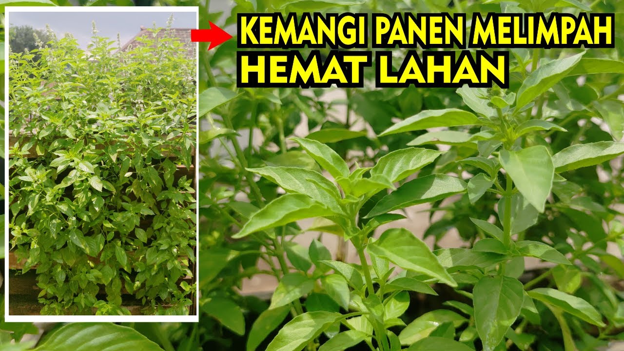 Menanam Kemangi Dari Biji Sampai Panen Banyak Di Lahan Sempit 