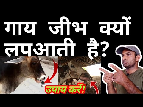 वीडियो: मेरा कुत्ता हर समय क्यों हिचकिचाता है?