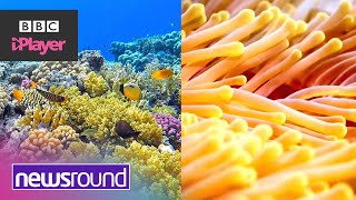 What is coral bleaching? | Newsround special: Fiji on the climate change frontline