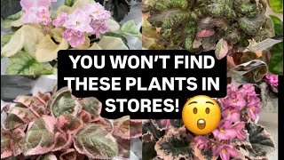 This Plant Sale is EVERY Collector s Dream Plant Shopping Toronto African Violet Gesneriad Sale