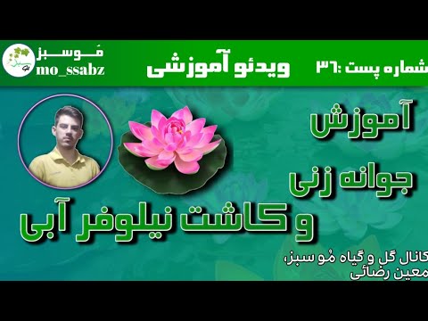 تصویری: نحوه نشستن در نیلوفر آبی