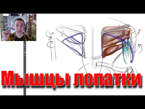 Мышцы лопатки - А. Рыжкин