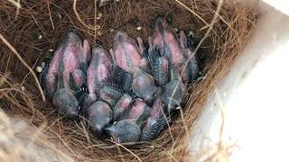 Java finch babies 2019 - Day 14