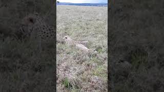Mahali Mzuri #sofasafari | Episode 20