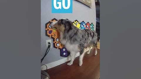 Talking Dog Training - FluentPet Buttons - Giving Your Pet The Opportunity To Speak - Ripley Talks