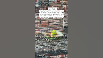 #سورة_سبأ #قرآن #المصحف #سعود_الشريم #السعودية #العراق #طيور #quran #birds #budgies #america #egypt