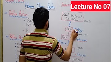 Reflex Action And Reflex Arc Class 8 In Urdu By Haider Ali | Ch#01 | General Science | Lecture No 07