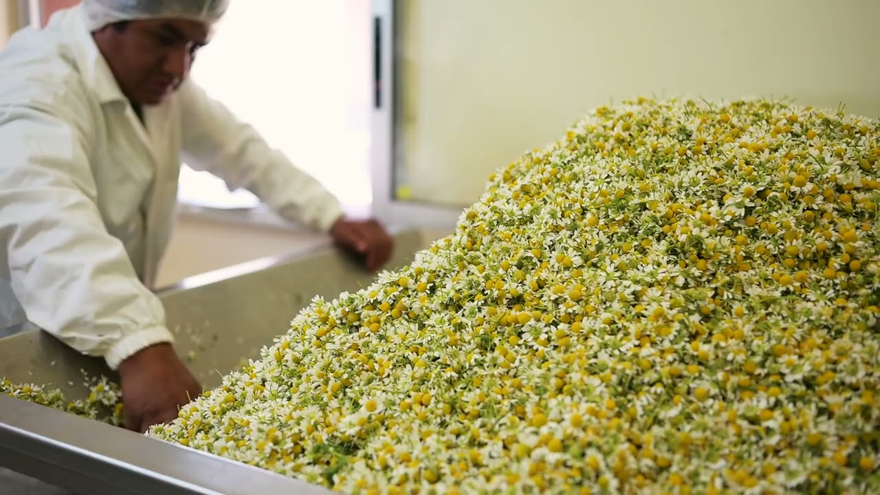 Flor de La Paz - Proceso Manzanilla