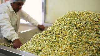 Flor de La Paz - Proceso Manzanilla