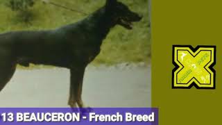 Bauceron French Dog Breed Profile | Famous Dog Breeds of France by Nadia Pets Global 19 views 2 years ago 1 minute, 39 seconds