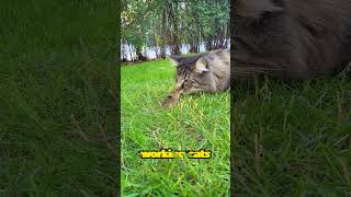 The forest cat that love to hunt rodent! The Norwegian Forest Cat  #shorts #cat