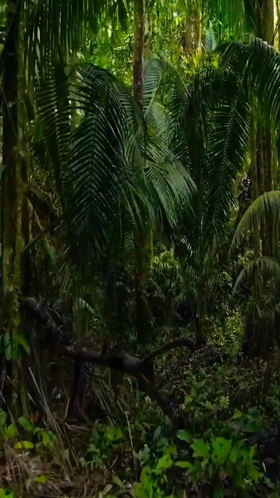 ngerii suaranya. #alam #rimba #hutan #suaraburung #suaraalam