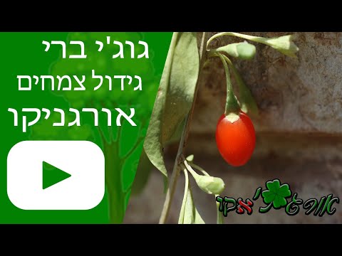וִידֵאוֹ: כיצד לגדל פירות יער גוג'י