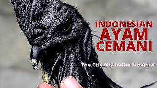 Indonesian Ayam Cemani | EMPIRE Ayam Cemani