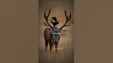 #ياسر_الدوسري #سورة_لقمان #quran #اكسبلور #دويتو #howtolearnmadaniqaidaeasily #المصحف #راحة_نفسية