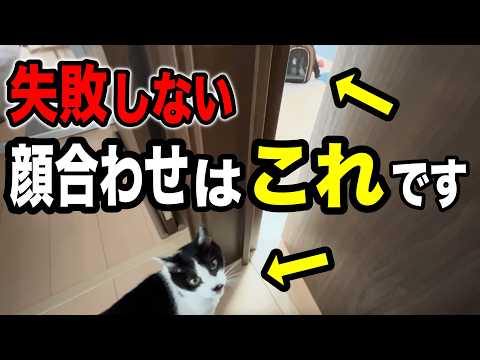子猫を成猫に紹介する5つのステップ：私の経験を基にした完全ガイド