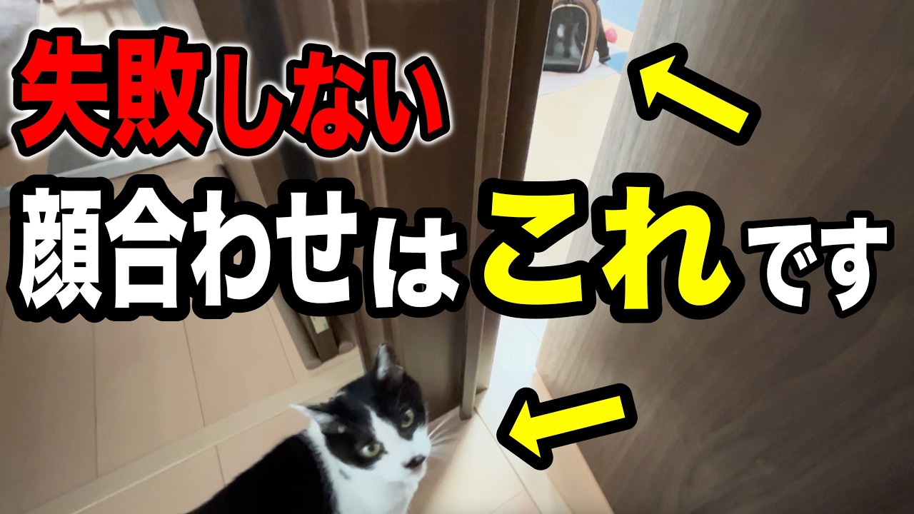 Multi-cat households] A veterinarian explains how to successfully