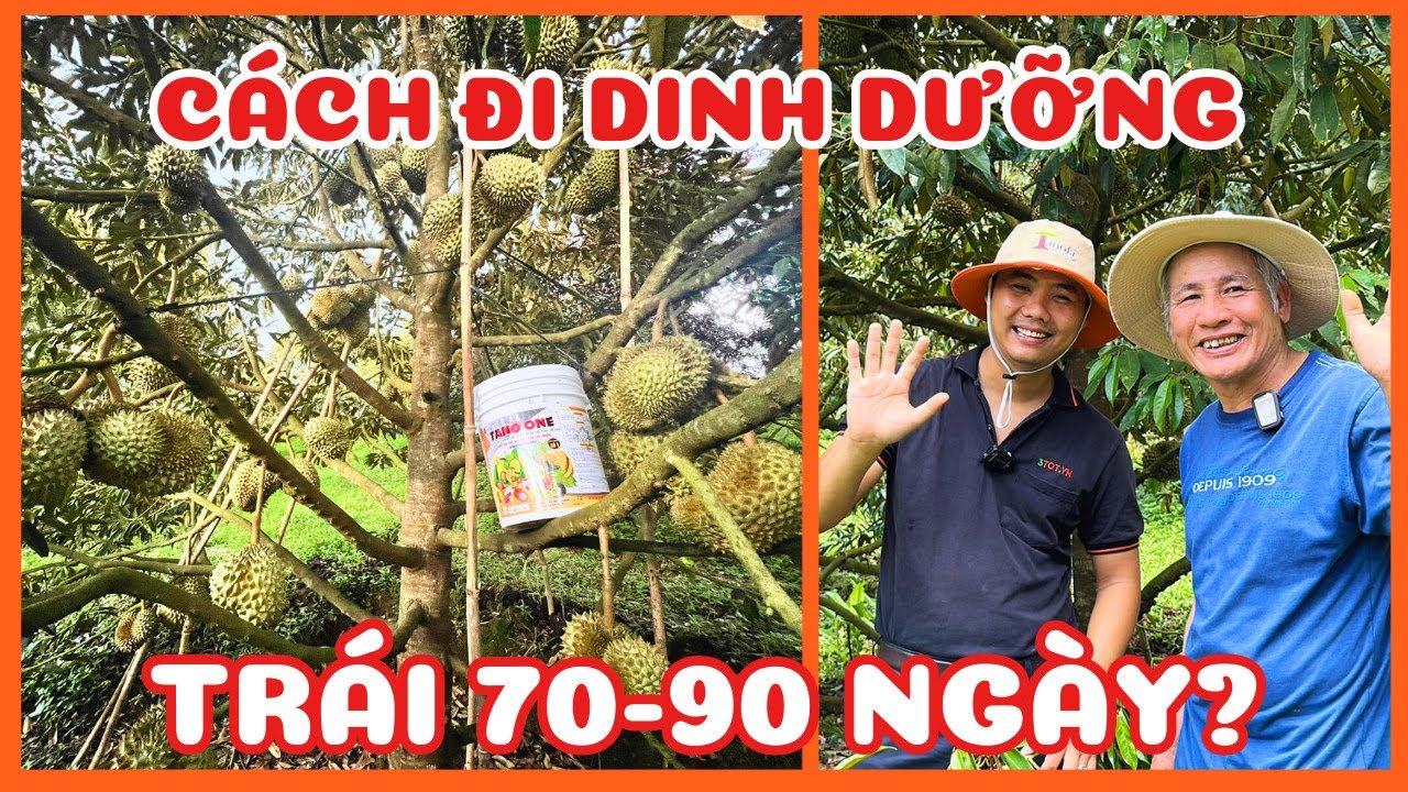 Đi dinh dưỡng như thế nào khi trái 70-90 ngày không bị sượng giật hộc Vườn cô Tám chú Chí Khánh Sơn