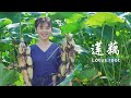 摘完莲子挖莲藕，一样的营养美味|Use lotus root for all kinds of delicious food|【杨大碗】