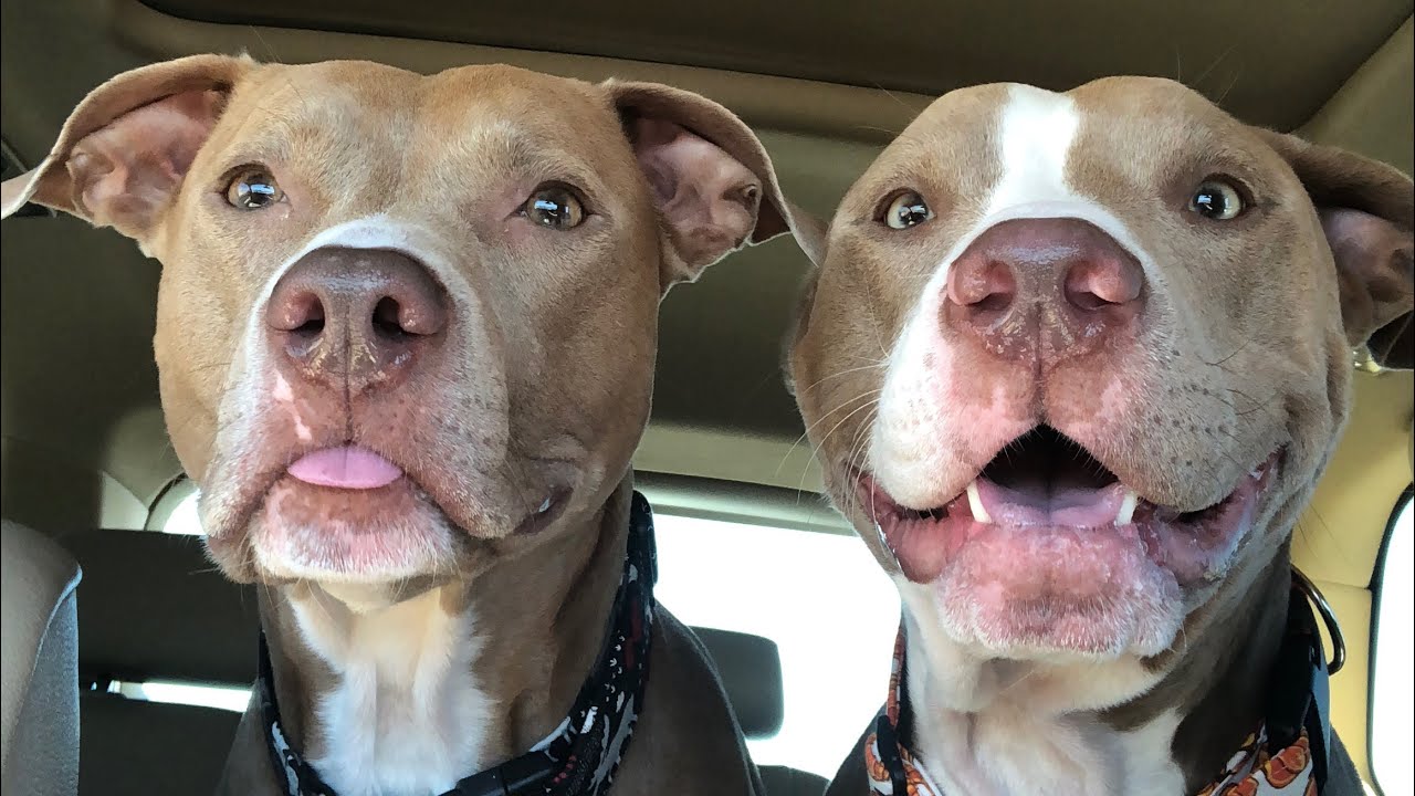 Knights Red Nose Pit Bulls