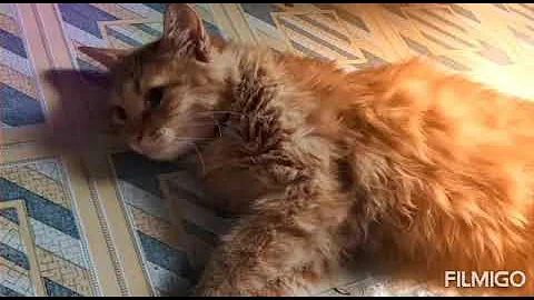 Video 878491: persian maine coon mix, kitten