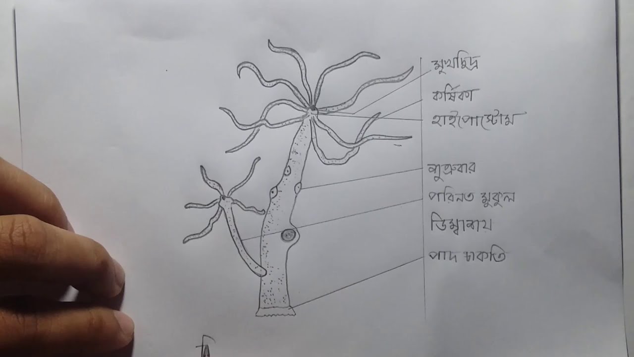 Longitudinal section of Hydra Diagram | Quizlet