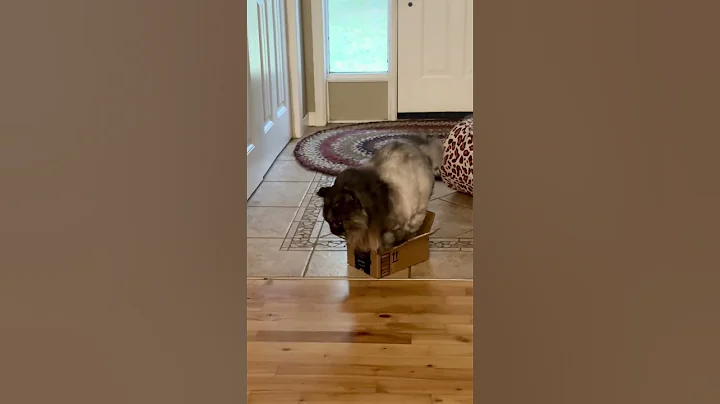 Watch the video about Cat is too Large to Fit in Small Box 😲