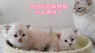 西伯利亚森林猫马上满月了一个个都跑出来和妈妈姐姐玩耍