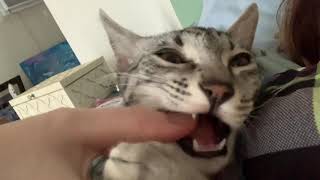 Cannibal Egyptian Mau cat tries to eats a whole human finger (not really) by MyEgyptianMau 258 views 3 years ago 36 seconds