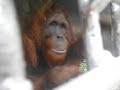 Kelaparan, Orangutan Masuk Kebun Warga