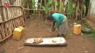 Enset Las Bondades De Un Superalimento Descubierto En Etiopía