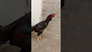 Rata Mushka Patha Ki Pyri Awazfull Train Red Mushka Barick Churchpyra Color Ka Aseel