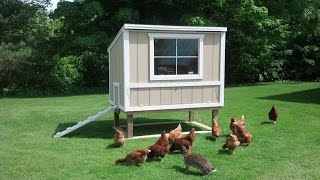 easy tutorial how to build a chicken coop step-by-step cheap.