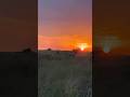Beautiful Africa Sunset In Maasai Mara Nofilter 