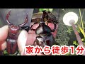 【クワガタ採集】家から1分の外灯が最強すぎる！