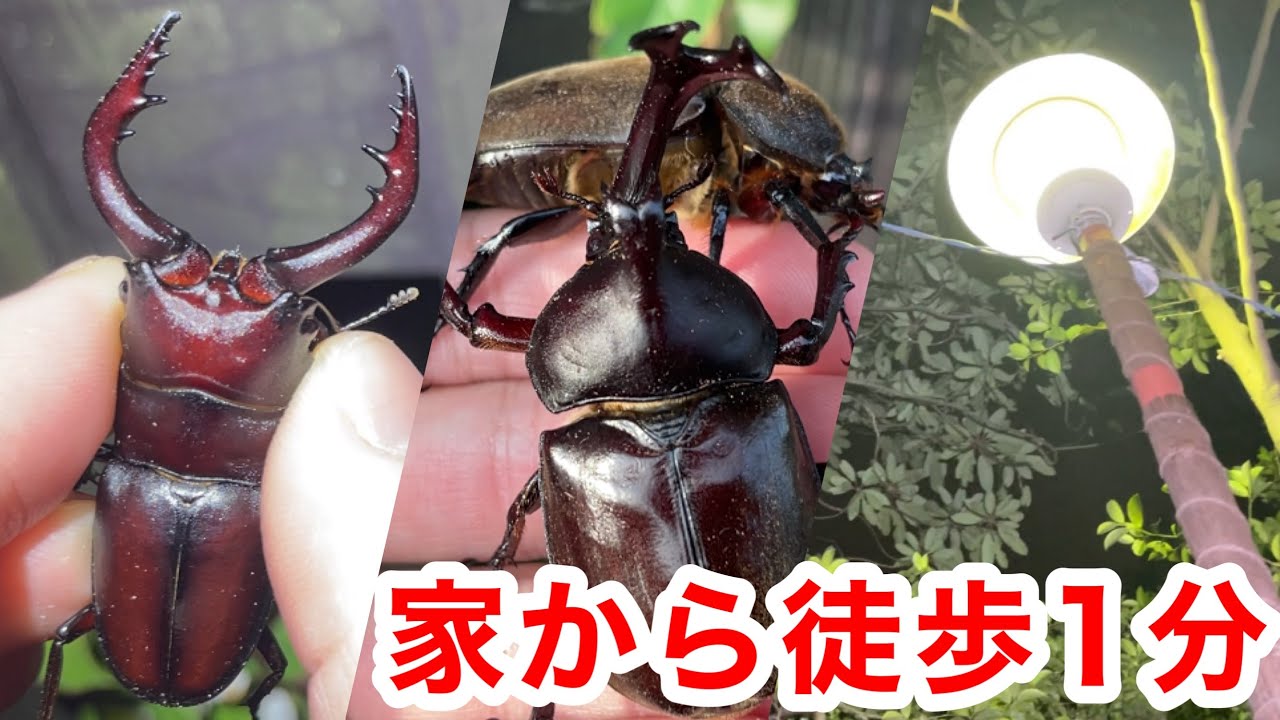 Stag Beetle Hunting] The streetlamp 1 minute from my house is