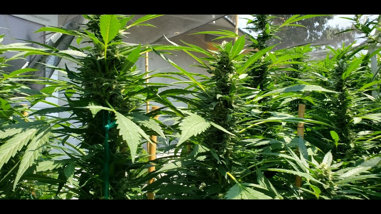 2020 Outdoor No Till Grow Episode 15