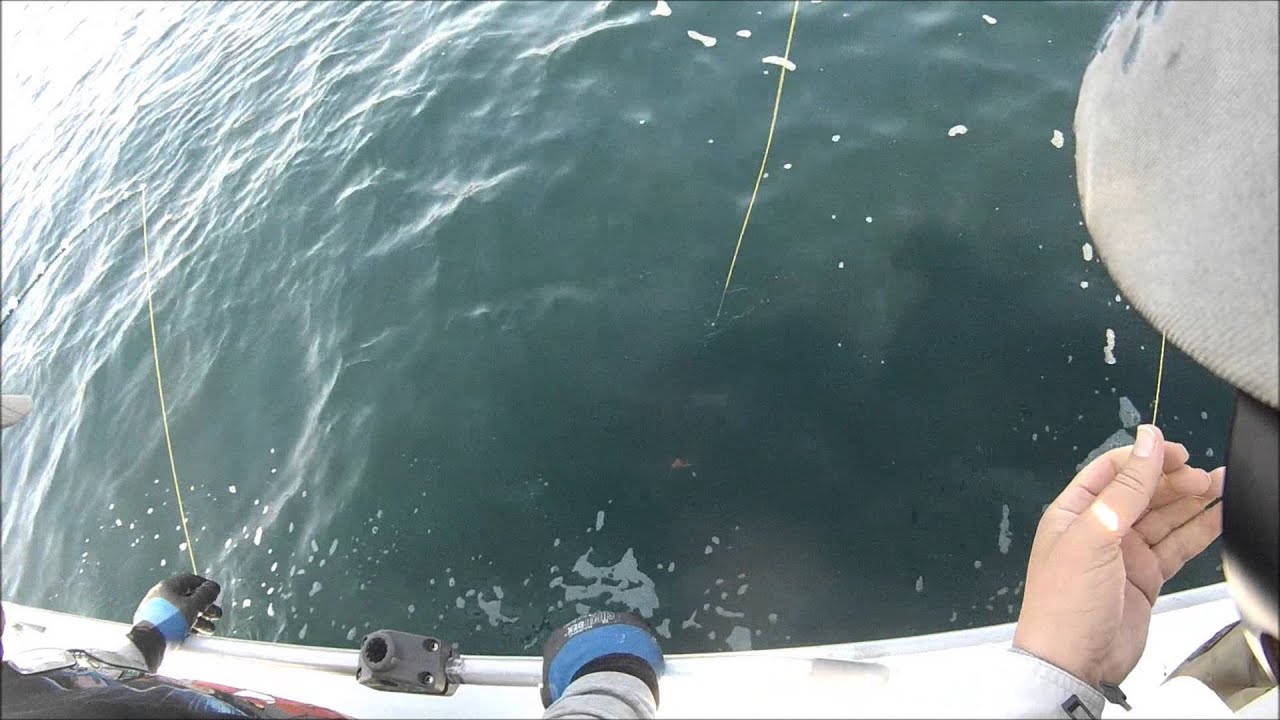 Black Rockfish YouTube