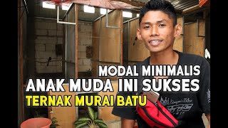 TIPS SUKSES TERNAK MURAI BATU MODAL MINIMALIS - VHENDY ABN BF