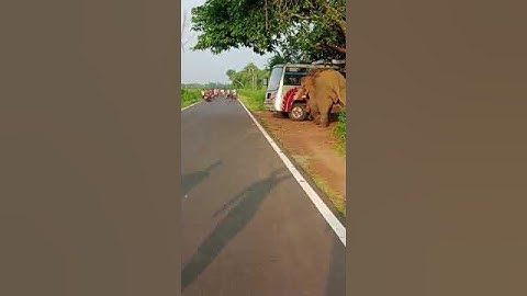 Elephant attack west bengal Jhargram