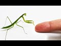 사마귀와 친구가 되는 과정 / 사마귀 키우기 The process of making friends with the mantis