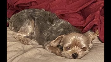 CLINICAL OPERATIONS MANAGEMENT, Class 2,  Lesson 1a, Managers