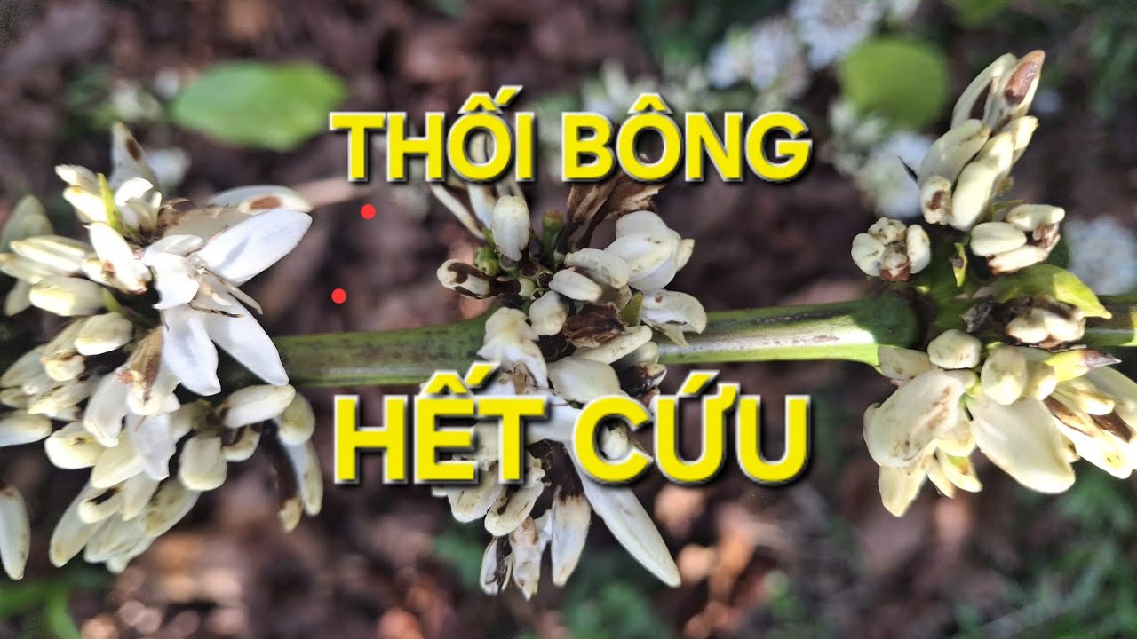 Lưu ý vô cùng quang trọng để không bị thối bông cà phê khi tưới. MV Nhân Trí
